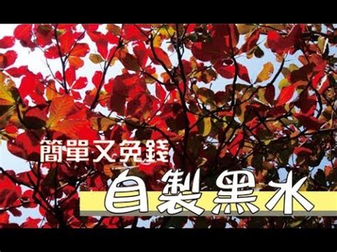 大葉欖仁有毒嗎|欖仁（大葉欖仁） 